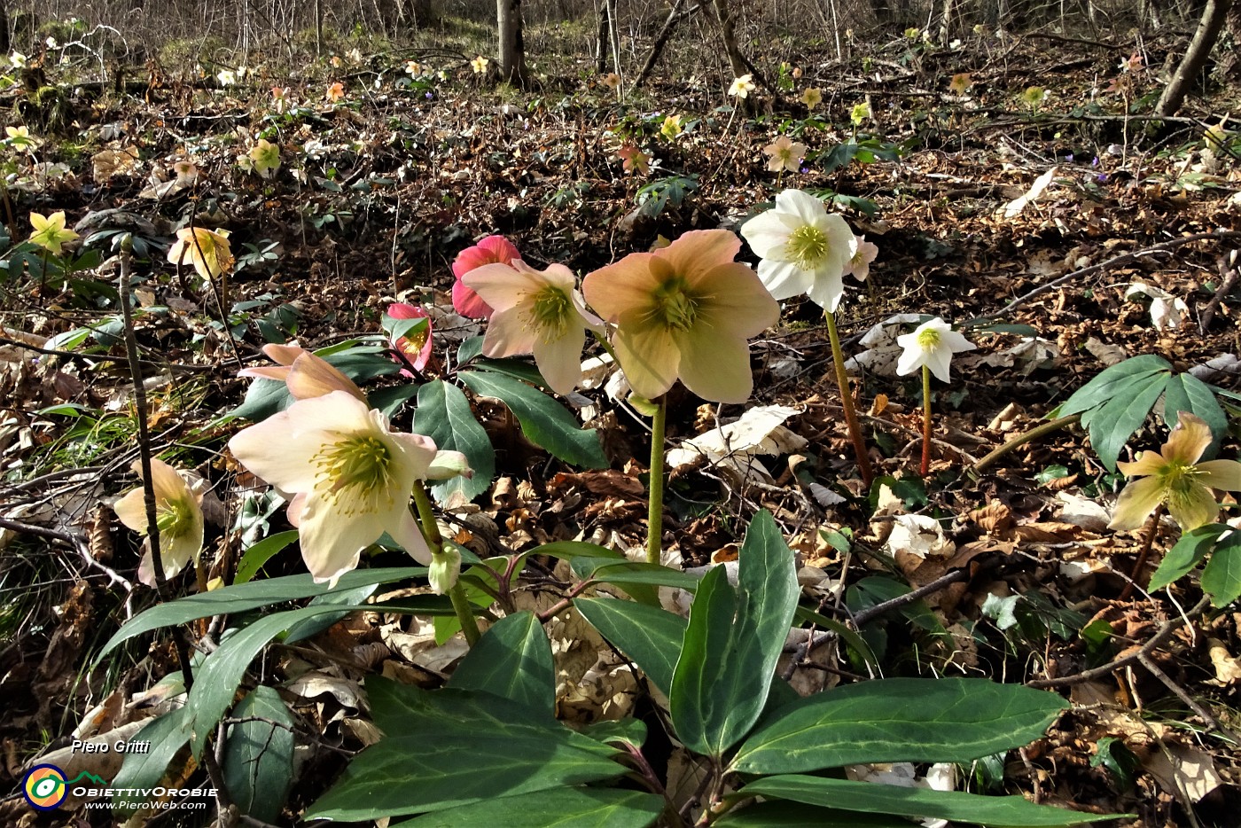 24 Estese fioriture di Rose di Natale -Ellebori (Helleborus niger).JPG